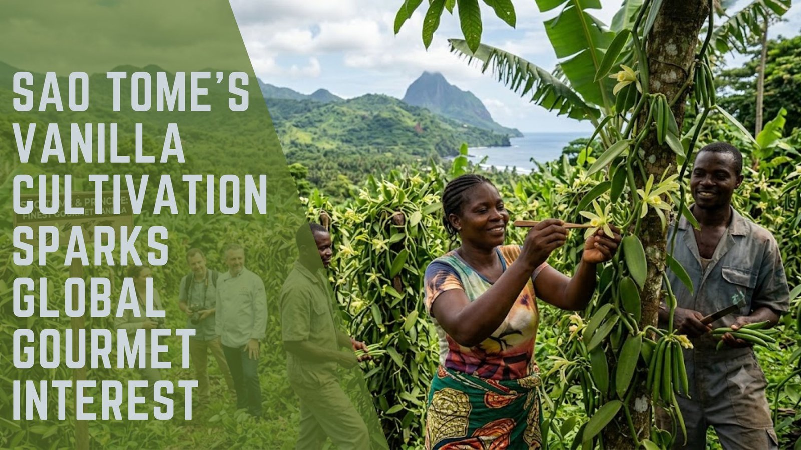 Sao Tome gourmet vanilla cultivation